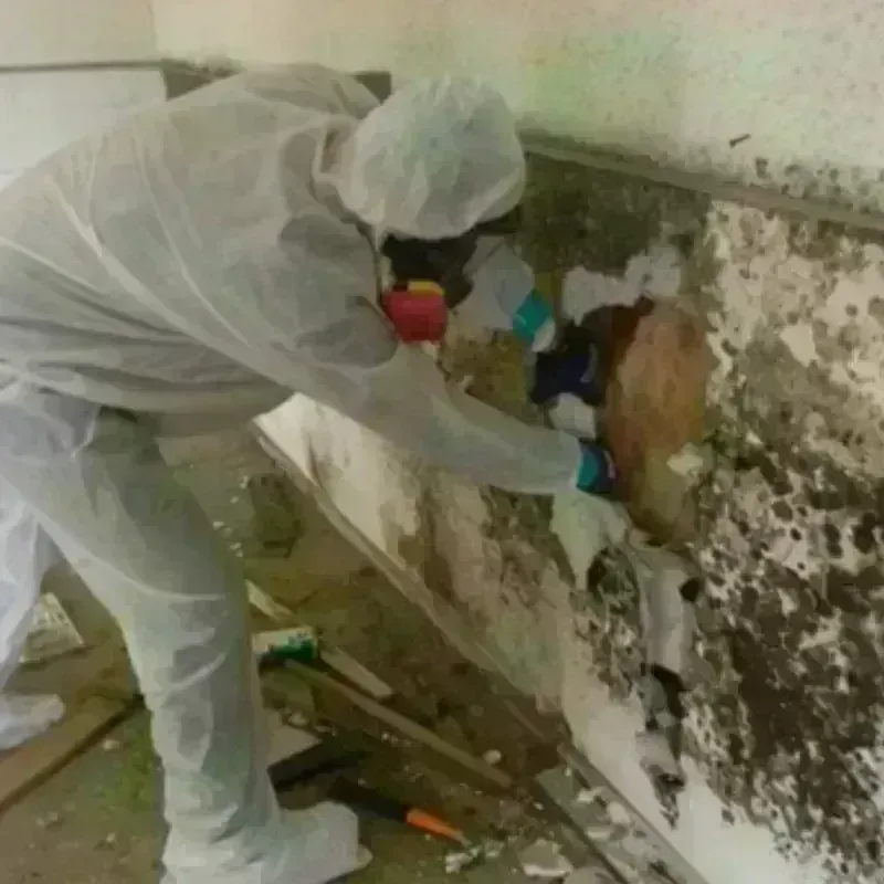 Best Mold Remediation and Removal Service in Lesage, WV